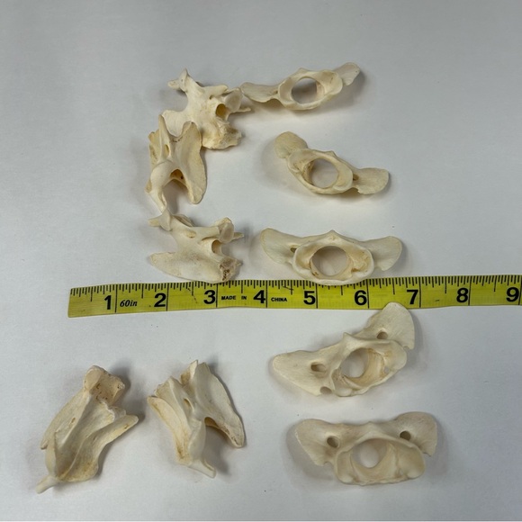 Lot Of 10 Assorted Coyote Vertebra Atlas Butterfly Taxidermy Cleaned Odd #0910 - Picture 2 of 4